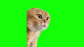 Green Screen Talking Cat Meme