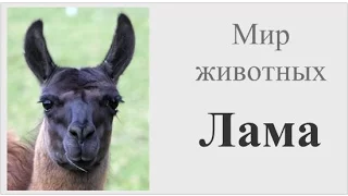 Лама