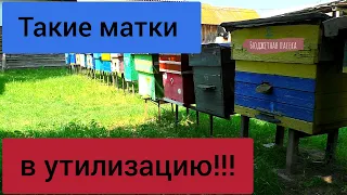 За такими матками нужен глаз да глаз!