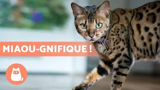 TOP 10 des PLUS BELLES RACES de CHATS au MONDE 🐱💕