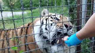 Тигр Хасан не перестаёт меня удивлять🍗🐯❤