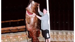 10 Giant IGFA World Record Groupers