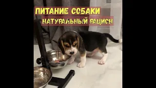 Натуральный рацион питания собаки, чем кормить щенка? | Natural food for dog?