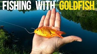 Fishing with LIVE GOLDFISH for BIG BASS (Don't Try This)