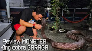 KING COBRA GARAGA JADI MONSTER USAI MAKAN ULAR PYTHON BESAR