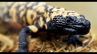 Colorado man dies after bite from one of his two pet Gila monsters