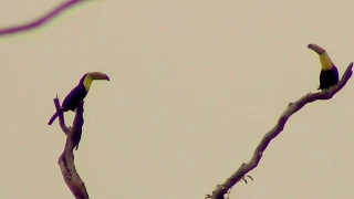 Toucan Pair in the Mayo Tree