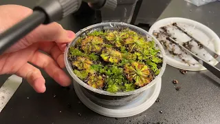 Repotting sundews Drosera tokaiensis March 12, 2023