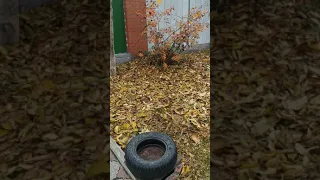 Лайфхак! Как убрать быстро упавшую листву!💣