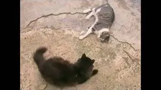 Cat Fight - Rocky Theme