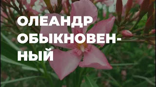 Олеандр обыкновенный - полезные свойства, народные рецепты / Захар Травник