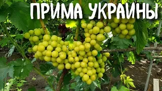 Прима Украины - гибридная форма винограда