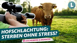 Ohne Tiertransporte: Weidenschuss und Hofschlachtung im Vergleich | WDR Lokalzeit Land.Schafft.