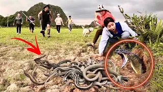 Close Up Video Catch 100 Dragon Snakes With Bare Hands