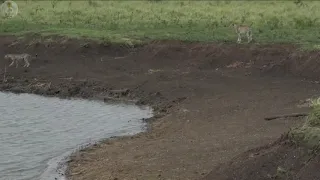 Crocodile catches cheetah cub (Viewer discretion advised)