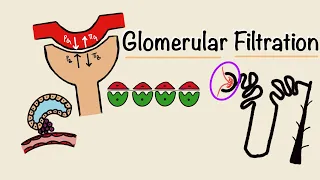 Glomerular Filtration | GFR | Starling Forces | Tubuloglomerular Feedback | Renal Physiology