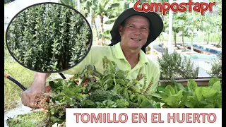 Tomillo en el Huerto