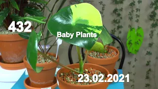 Baby Plants Mega Update Zimmer und eotische Pflanzen im Haus. Die Anzucht und Pflege der Kleinen