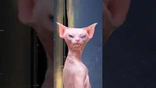 pink cat moon light dancing video viral #dance #viral #sphynx #billi#cat#youtube #shorts #huge#moon