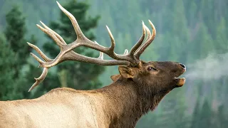 Elk Bugles and Chuckles During Rutting Season