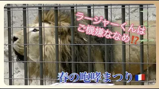 インドライオンラージャーくん🦁