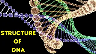 What is DNA I Structure of DNA in Stunning 3D 4K