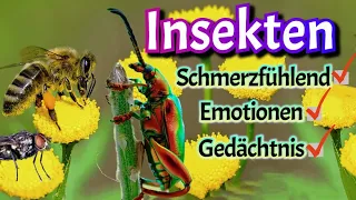 Können Insekten Schmerz empfinden? Wie intelligent sind sie?