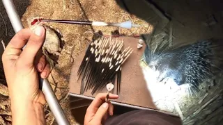 Quill Hunt With a Blowgun? Hunting With Porcupine Quills (Spear Hunt Included)