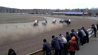 Скачка старший возвраст2000м. Эйр Кинг(Фаст Дистанс-Эйр Дрим).Областное открытие2016г. Черемушки.