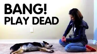 Teach dog to Play Dead!