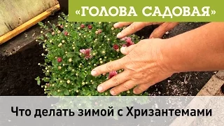 Голова садовая - Что делать зимой с Хризантемами