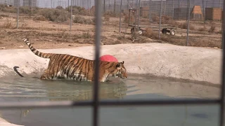 Rescued Tigers Swim For the First Time!