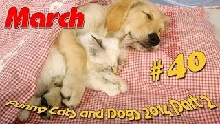 Кошки и Собаки март 2014 # 2