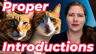 New Cat? Learn How To Properly Introduce Them | A Veterinarian Explains The Steps!