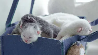 Kittens learn to drink milk and crawl on their first day of life, kittens are really so cute!