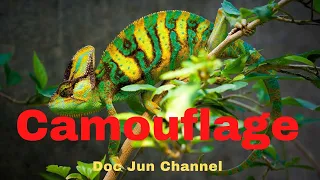 TYPES OF ANIMAL CAMOUFLAGE WITH EXAMPLES/ Science for kids