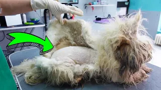 This DOG was in HORRIBLE condition!