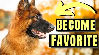 7 Ways German Shepherd Dogs Choose Their Favorite Person