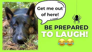 You Will NOT Believe What Happened Today! A German Shepherd’d Hilarious Walk in the Woods 😂😂