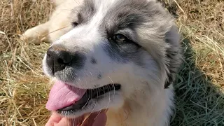 Guardian puppies love living with their sheep flock.