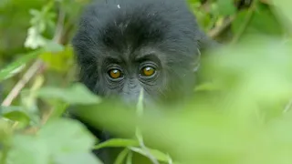 Wild Gorilla Fight | Gorilla Family and Me | BBC Earth