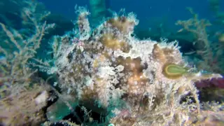 Hard Bottom and Leaf Fish   Panama City FL    Oct 2016