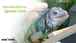 Introduction to Iguana Care