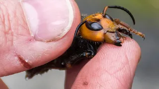 Scary Murder Hornet Facts You Need To Know