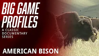 Big Game Profiles - American Bison