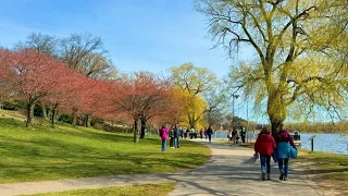 🔴  Toronto Live - Cherry Blossoms Just Started in High Park - April 16, 2024