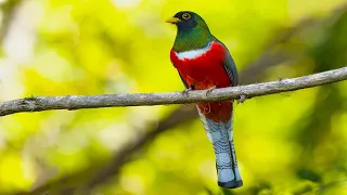 Trogon Birds of Costa Rica