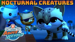 Octonauts: Above & Beyond - Nocturnal Creatures ✨🦊 | Compilation |  @OctonautsandFriends