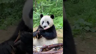 Delicious Bamboo Feast: A Glimpse into Panda's Life#shorts