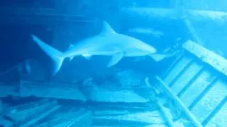 Surprise Bull Shark on the HEMA 1 Wreck - Diving with Aquanauts Grenada